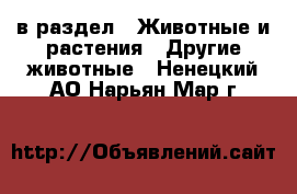  в раздел : Животные и растения » Другие животные . Ненецкий АО,Нарьян-Мар г.